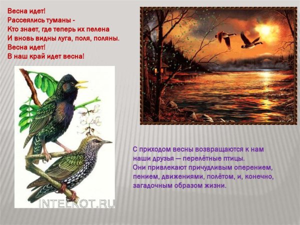 Охрана птиц в природе