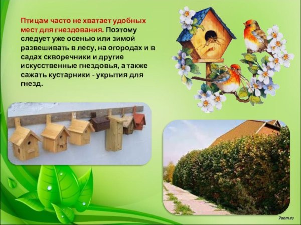 Полезные птицы в природе