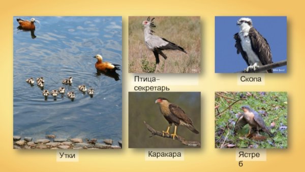 Скопа экологическая группа
