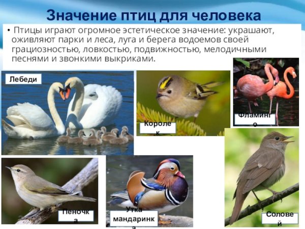 Эстетическое значение птиц