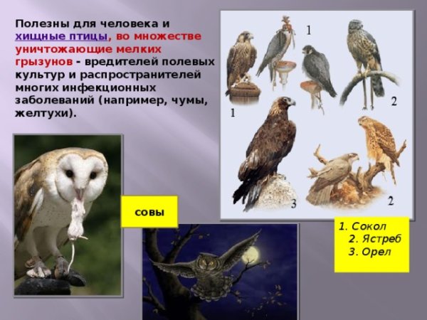 Птицы в жизни человека