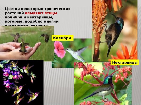 Птицы в природе и в жизни человека