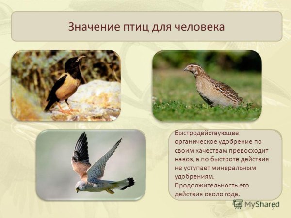 Птицы в жизни человека