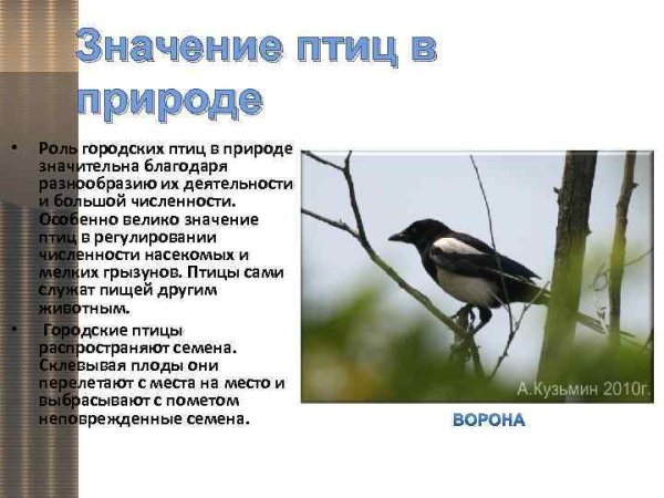 Роль птиц в жизни человека