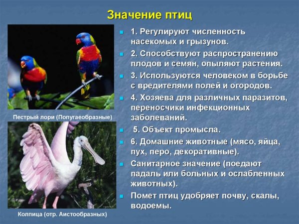 Роль птиц в природе и жизни человека