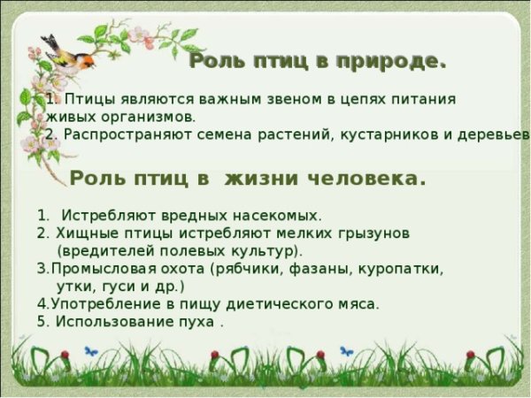 Значение птиц