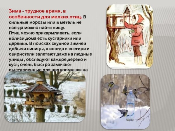 Птицы в природе и в жизни человека