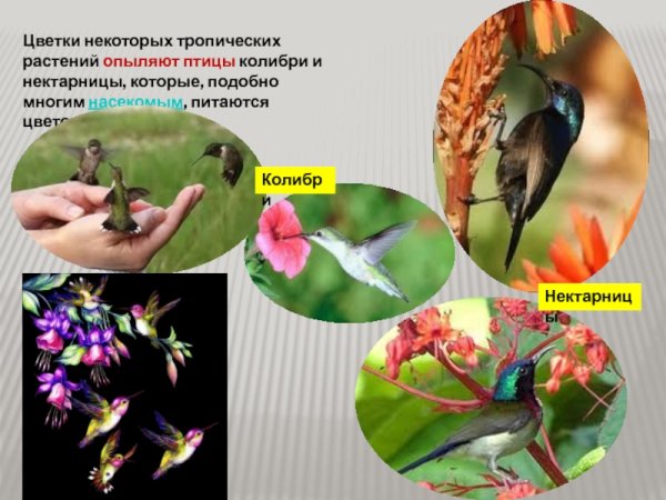Роль животных в природе