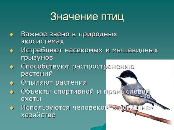 Птицы распространяют семена растений