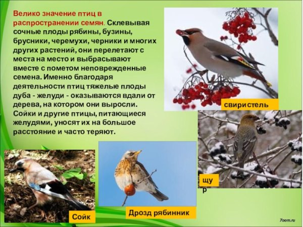 Роль птиц в жизни человека