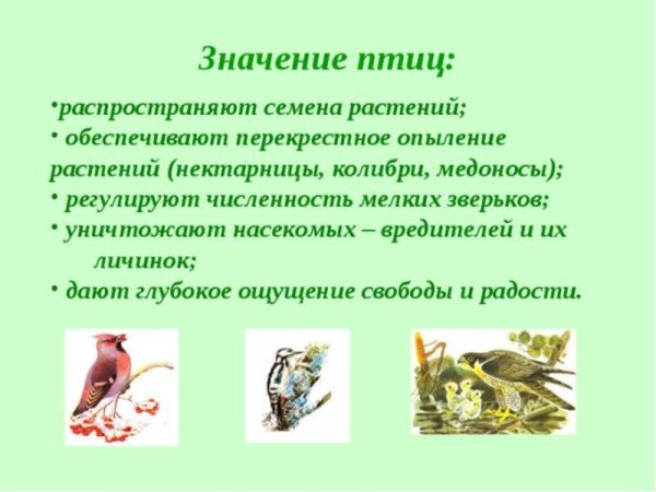 Значение птиц в жизни человека