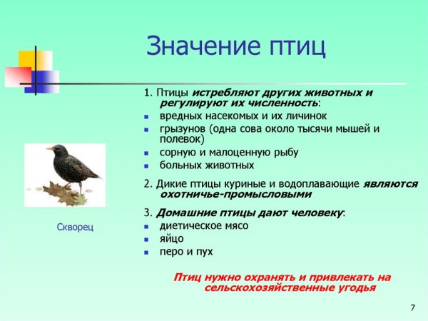 Польза птиц для человека и природы