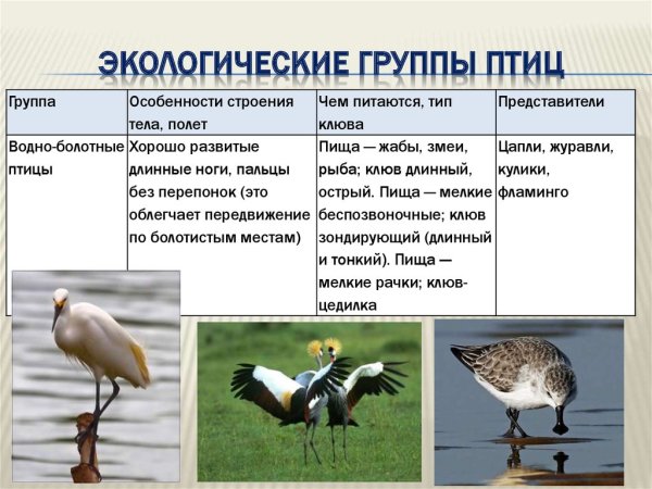 Роль птиц в природе и жизни человека