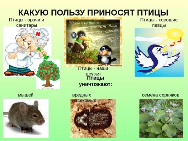 Охрана птиц