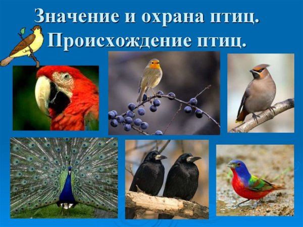 Зерноядные птицы