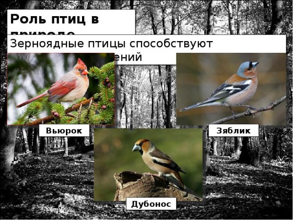 Ограничивают рост растений птицы