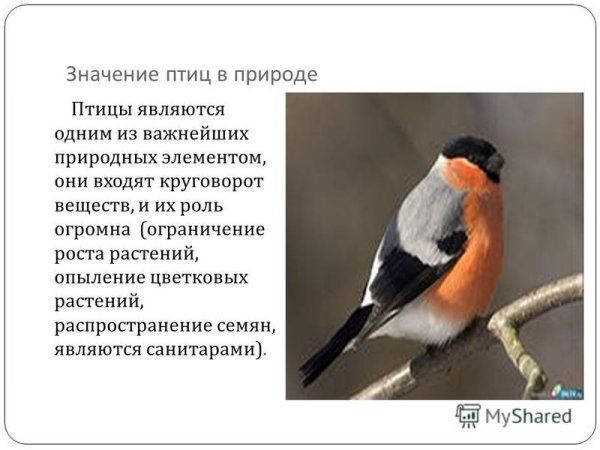 Значимость птиц в природе