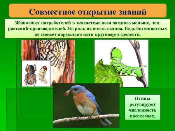 Афоризмы про птиц