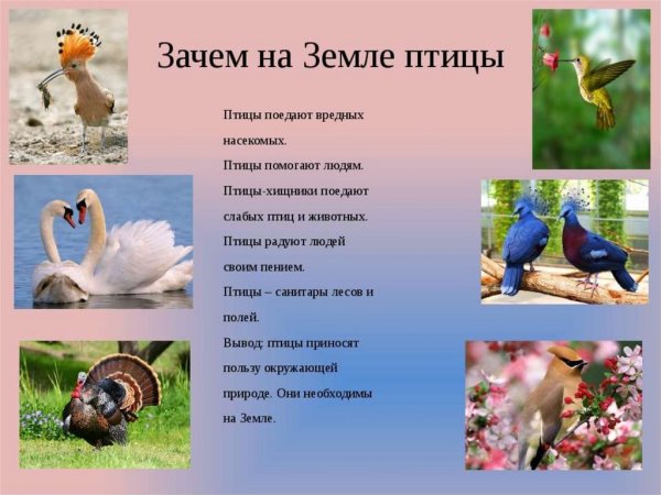 Птицы урок