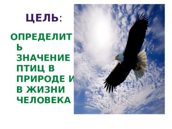 Куница роль в природе и в жизни человека рольрольроль