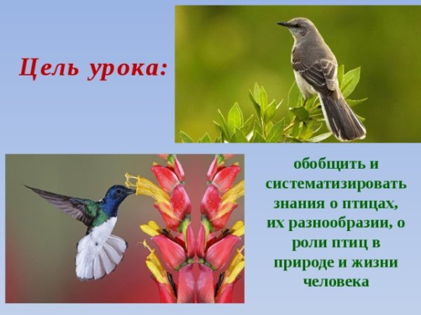 Роль животных и птиц в природе