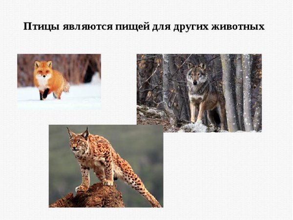 Интересные факты о Колибри
