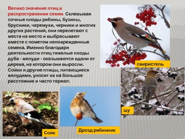 Птицы в природе и в жизни человека