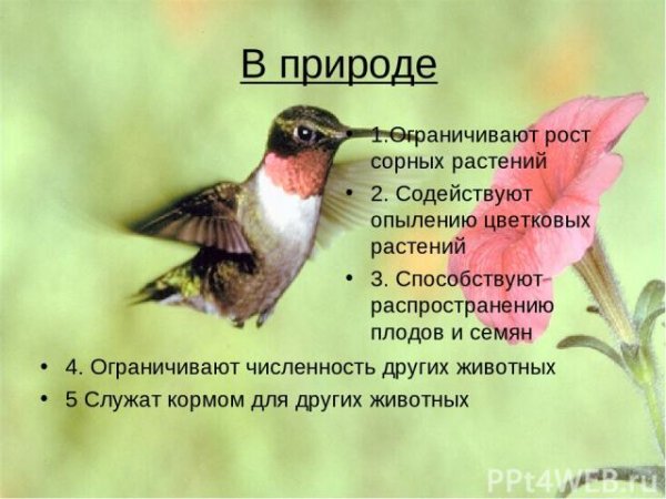 Пищевая цепочка