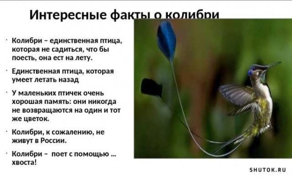 Практическое значение птиц
