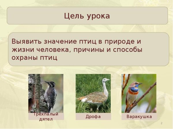 Значение птиц в природе