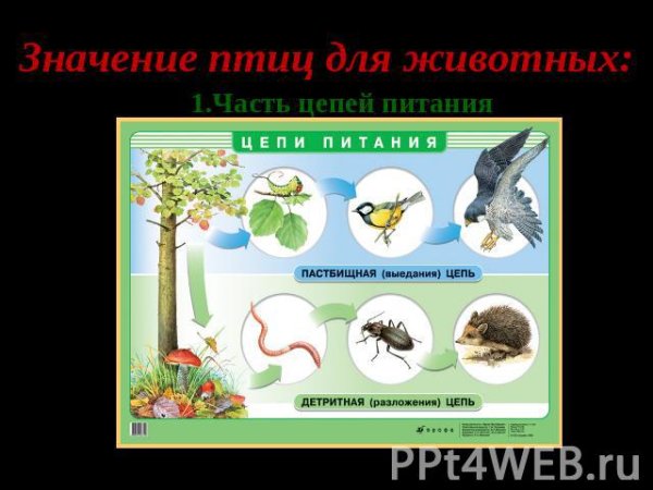 Значение птиц