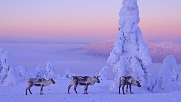 Лапландия Финляндия олени