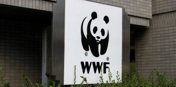 WWF сотрудники