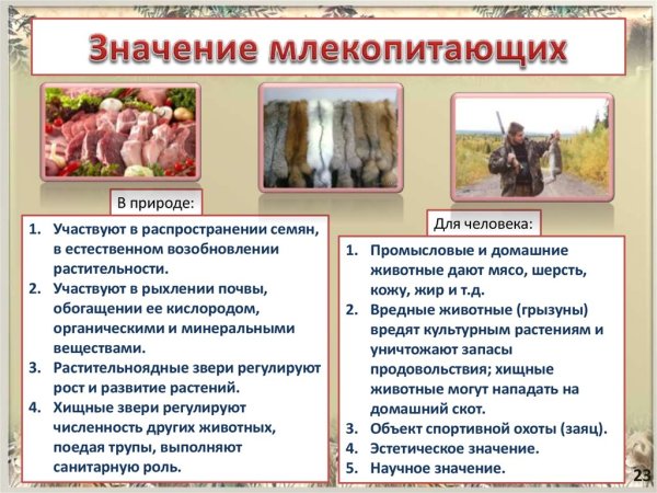 Значение млекопитающих в природе и жизни человека