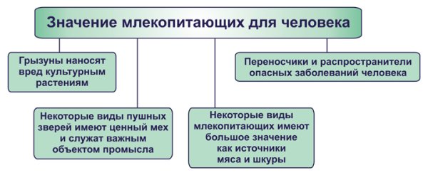 Млекопитающие в жизни человека и в природе