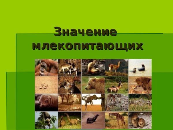 Отряд Хищные