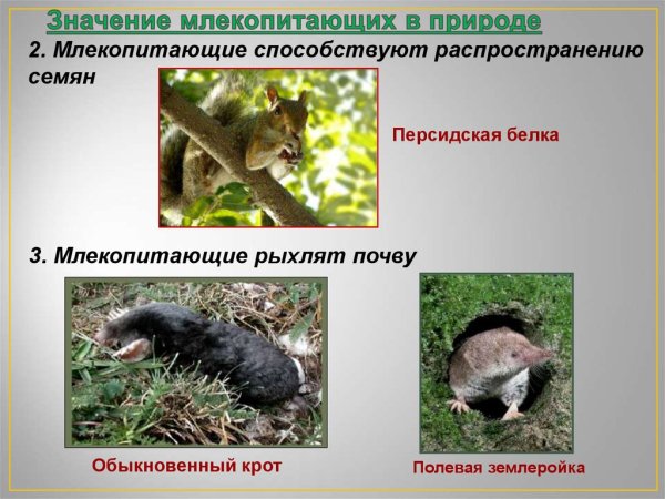 Значение млекопитающих