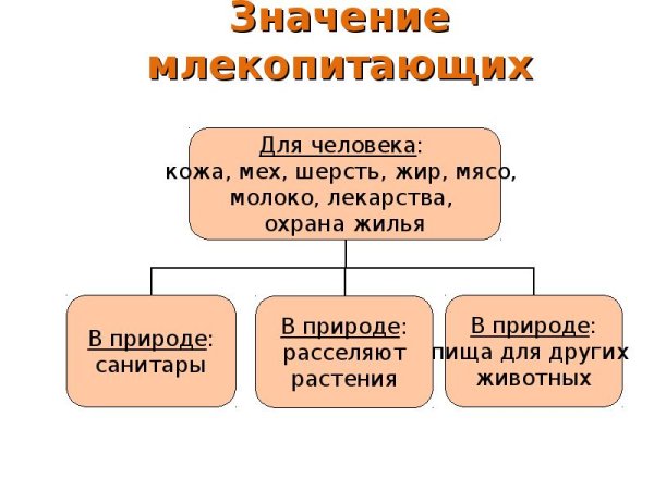 Значение млекопитающих в природе