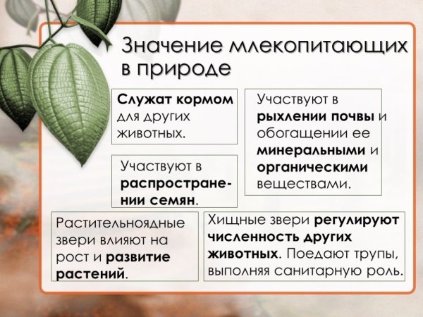 Численность млекопитающих