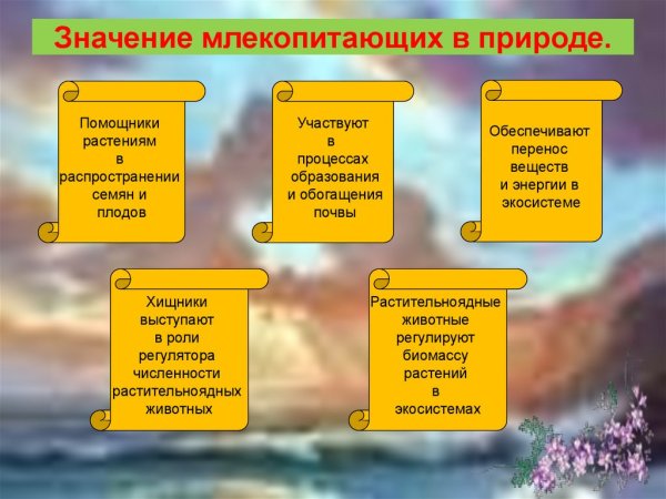 Значение млекопитающих в природе