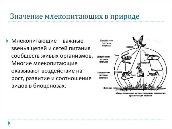 Значение млекопитающих