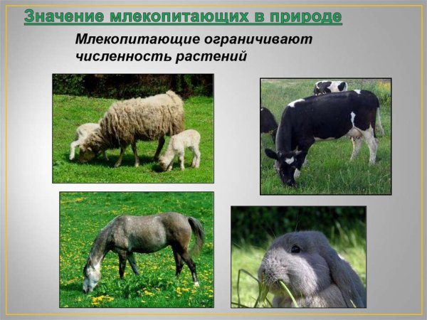 Роль млекопитающих в природе
