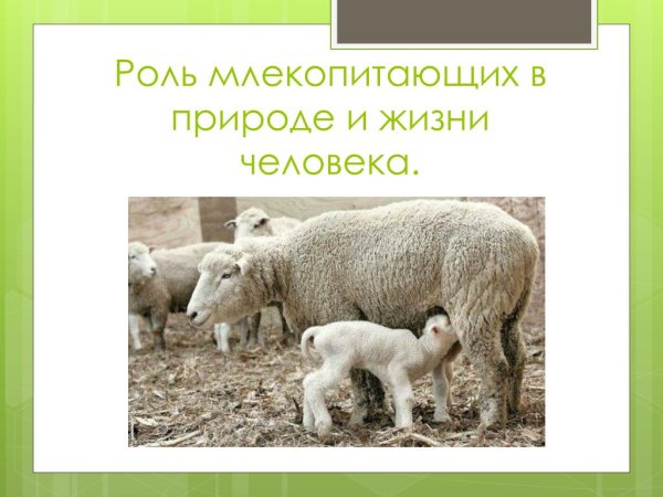 Роль парнокопытных в природе и жизни человека