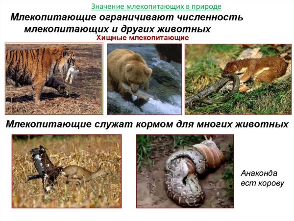 Роль животных в природе 3 класс