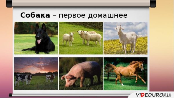 Меры по охране исчезающих видов млекопитающих
