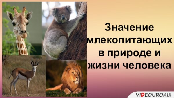 Экологическое значение млекопитающих