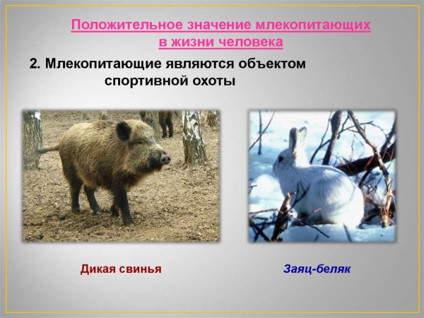 Значение грызунов в природе