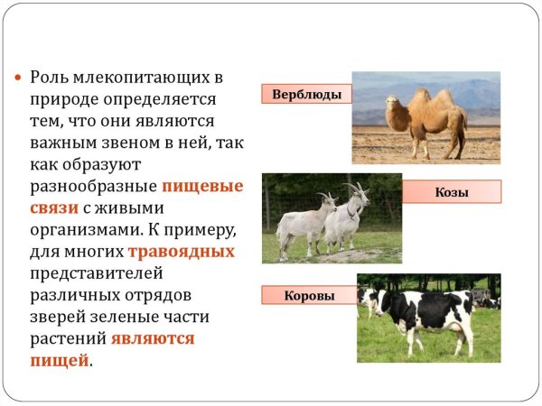 Роль хищников в природе