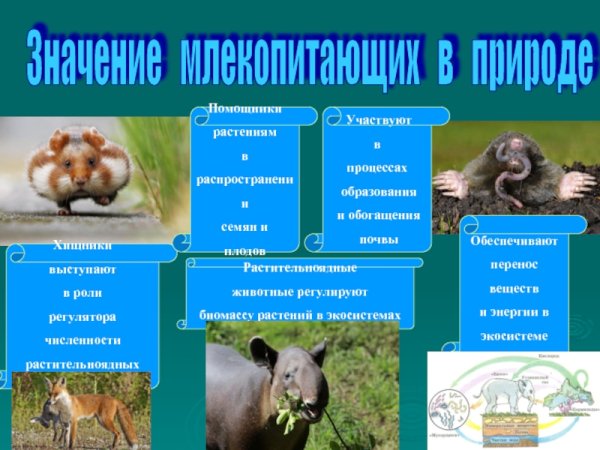 Грызуны роль в природе и жизни человека