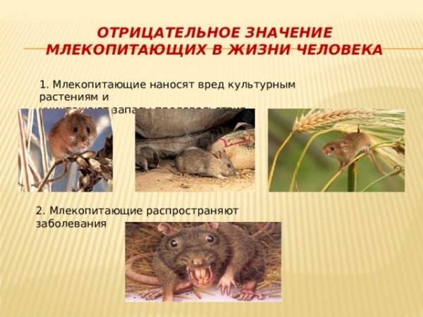 Значение млекопитающих в жизни человека